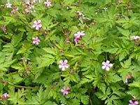 Tradescantia x Andersoniana Rubra (fam. Commelinacees) (2) (Photo F. Mrugala)